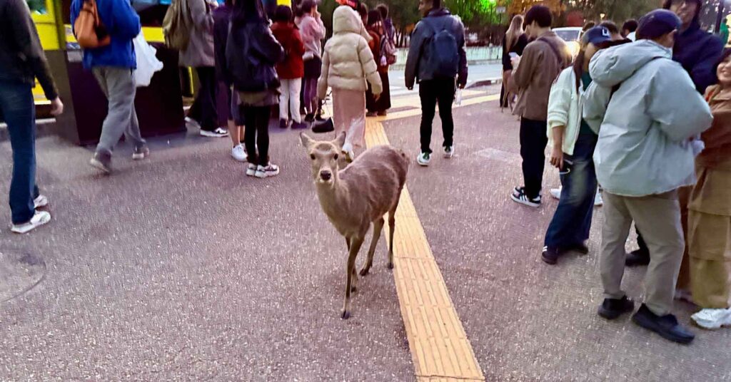 Posvätné jelene pri Veľkej Budhovej sieni v Nare, Japonsko